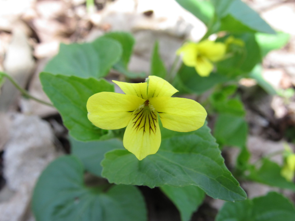 Smooth yellow violet from mcfarland park story county ia usa on