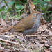 Russet Nightingale-Thrush - Photo (c) Juan Miguel Artigas Azas, all rights reserved, uploaded by Juan Miguel Artigas Azas