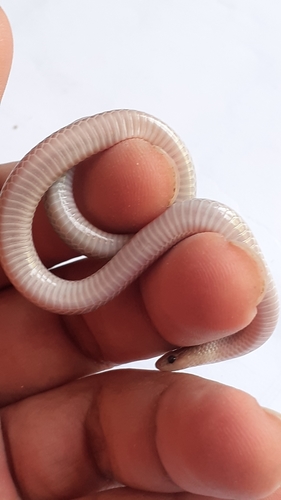 Mosauer’s Ground Snake