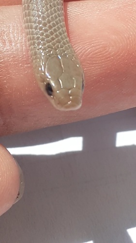 Mosauer’s Ground Snake