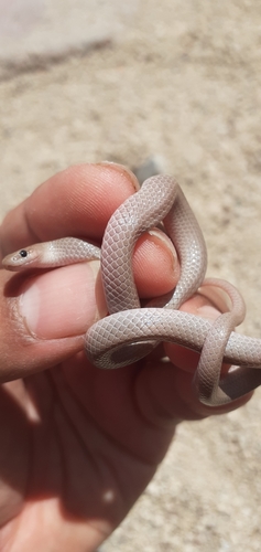 Mosauer’s Ground Snake