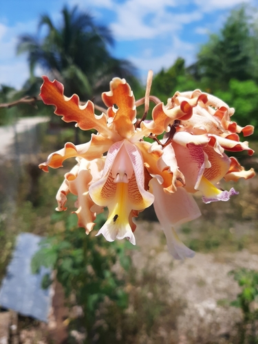 Christina’s Ant-loving Orchid