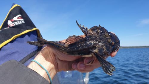 Fourhorn Sculpin