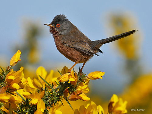 Dartford Warbler