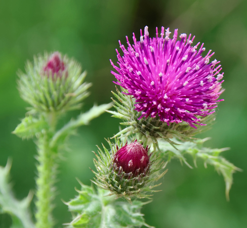 Serratula coronata · iNaturalist.org