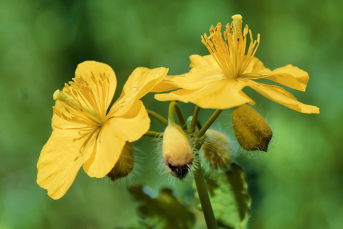 Asian celandine