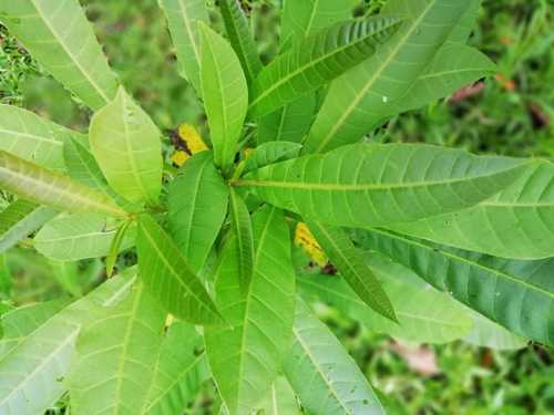 Frutos y nueces de Espavel
