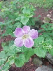 Asystasia gangetica image