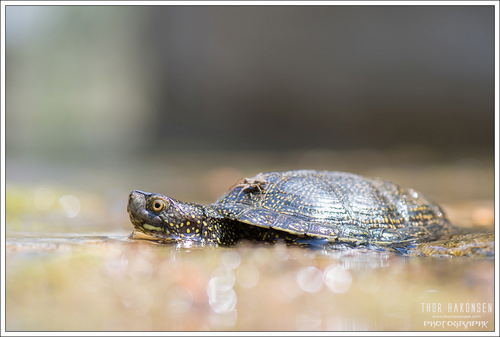 European Pond Turtle