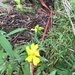 Hibbertia saligna - Photo (c) mariegalea, todos los derechos reservados