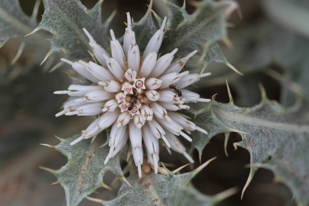 Tugarinovia mongolica from Khanbogd, Mongolia on June 14, 2016 by