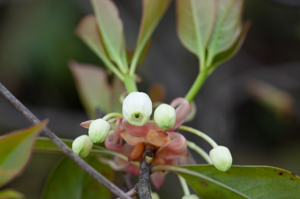 Enkianthus serrulatus (Enkianthus serrulatus)