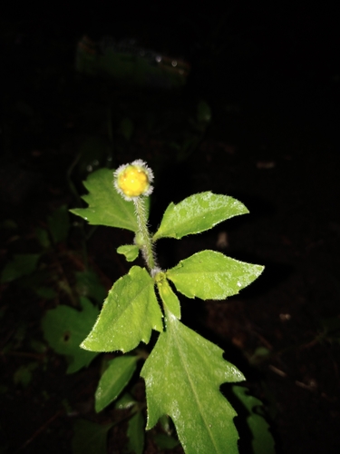 Tridax procumbens image