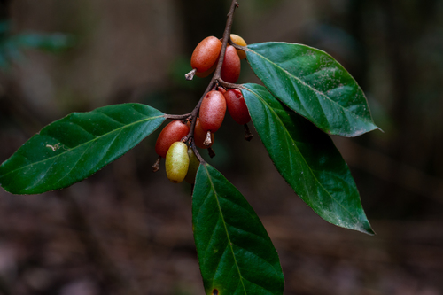 Elaeagnus glabra