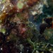 Observation photo