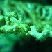 Observation photo