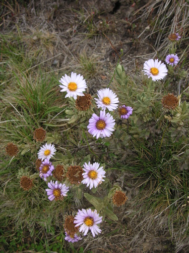 Olearia frostii (F.Muell.) J.H.Willis