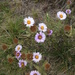 Bogong Daisy-Bush - Photo (c) Brian Catto, all rights reserved, uploaded by Brian Catto