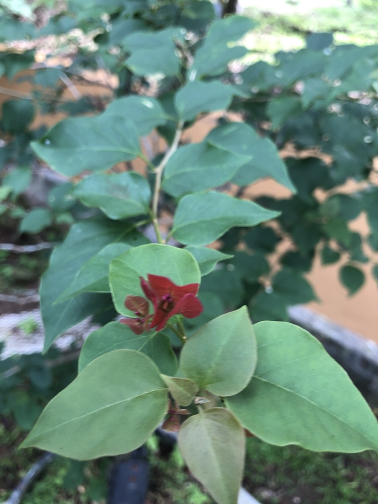 Buganvilia (Híbrido Bougainvillea × buttiana) · NaturaLista Colombia