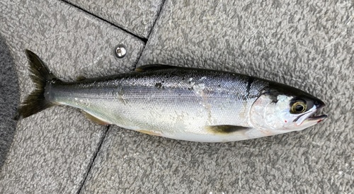 Sockeye Salmon