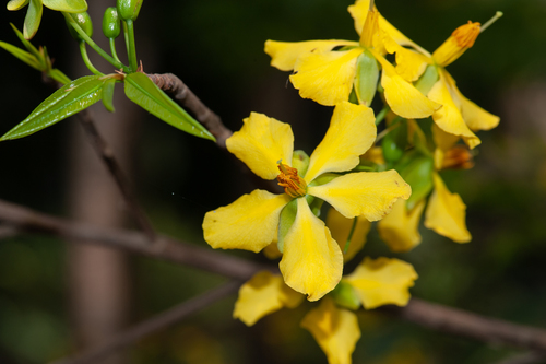 Vietnamese Mickey-Mouse Plant (Ochna integerrima)