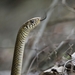 Serpiente Rata Oriental - Photo (c) Abhijith Perambra, todos los derechos reservados, uploaded by Abhijith Perambra