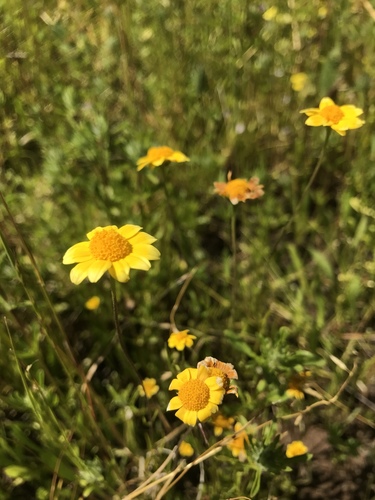 burke's goldfields (Lasthenia burkei)