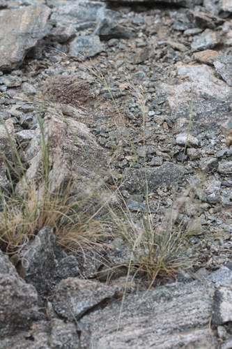 Ptilagrostis