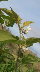 Solanum torvum image