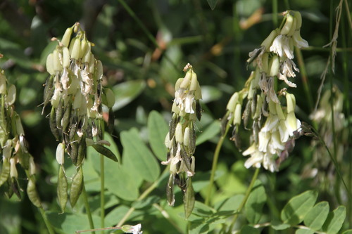 ribbed vetch