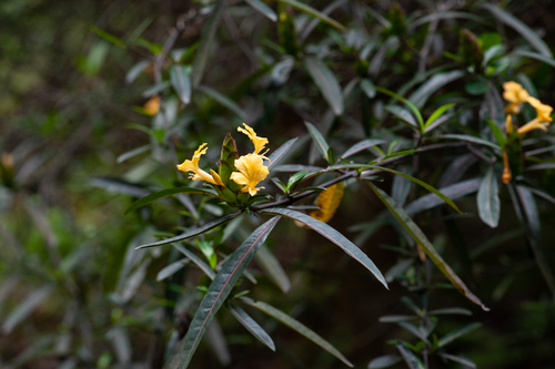 Hop-headed Barleria