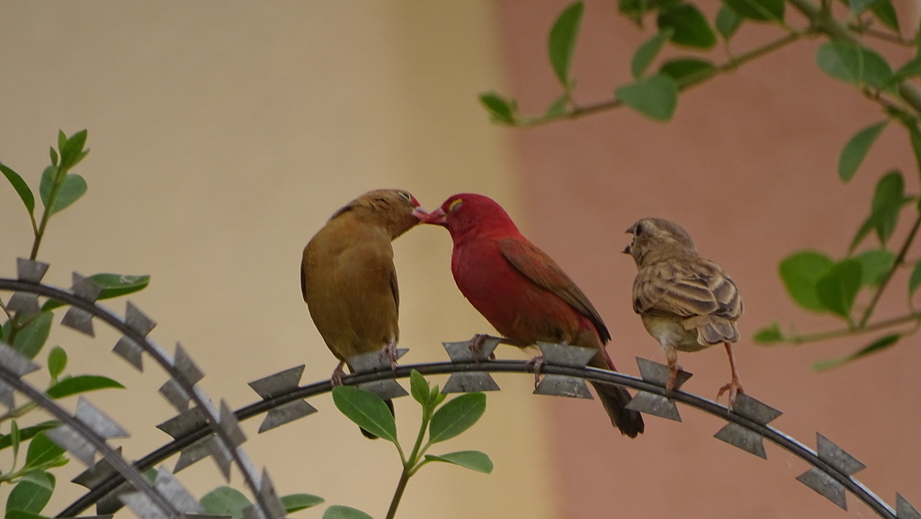 Red-Billed Firefinch