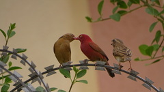 Red-Billed Firefinch