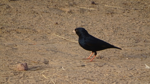 Village Indigobird