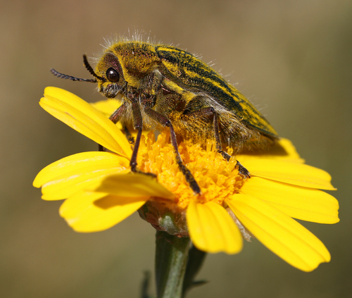 Julodis ehrenbergii · iNaturalist
