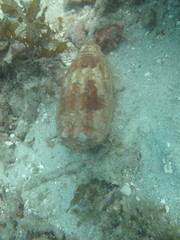 Conus geographus image
