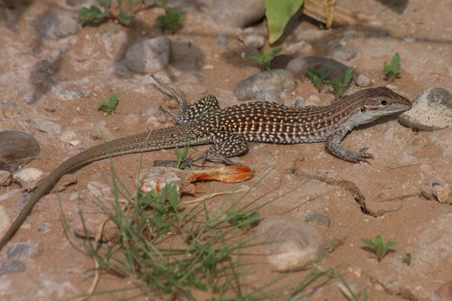 Chihuahuan Spotted Whiptail