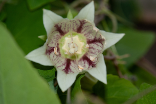 Codonopsis javanica