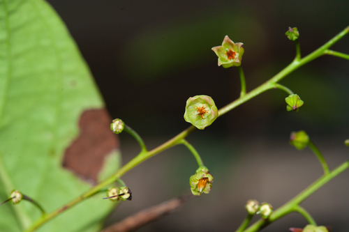 Vaccinium dunnianum