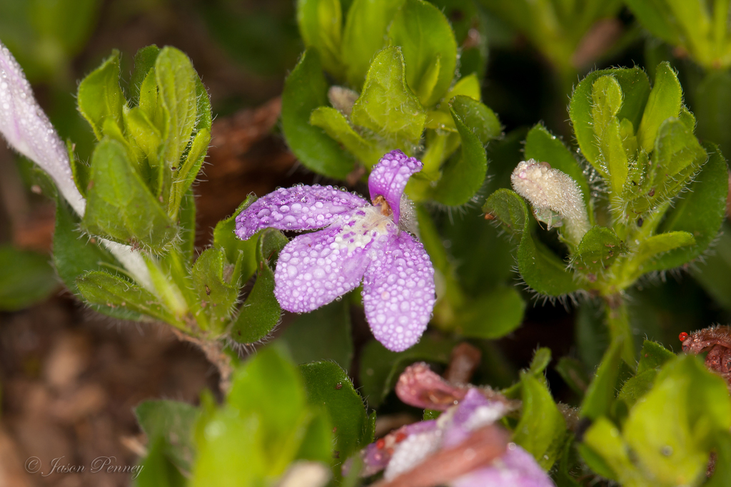 Genus Siphonoglossa Ã‚Â· iNaturalist