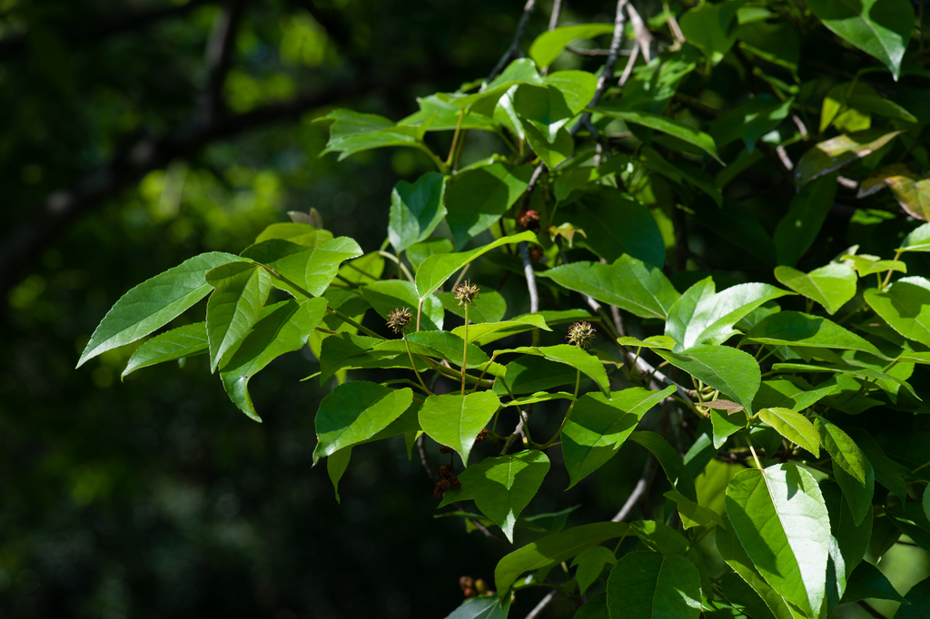 Liquidambar chingii (Liquidambar chingii)