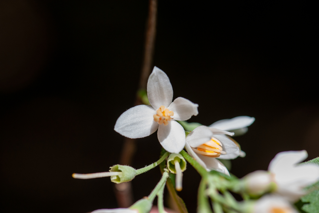 Styrax odoratissimus (Styrax odoratissimus)