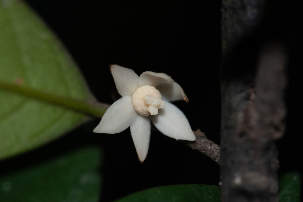 Trivalvaria costata (Trivalvaria costata)
