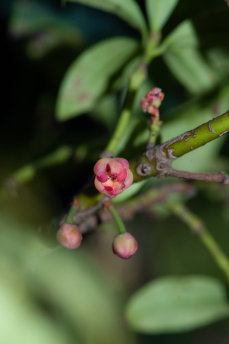 Illicium micranthum