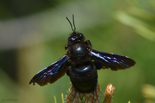 Splay-footed Carpenter