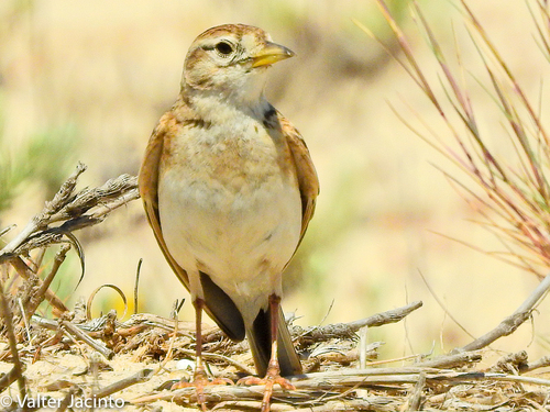 Greater Short-toed Lark