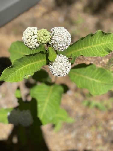 redring milkweed