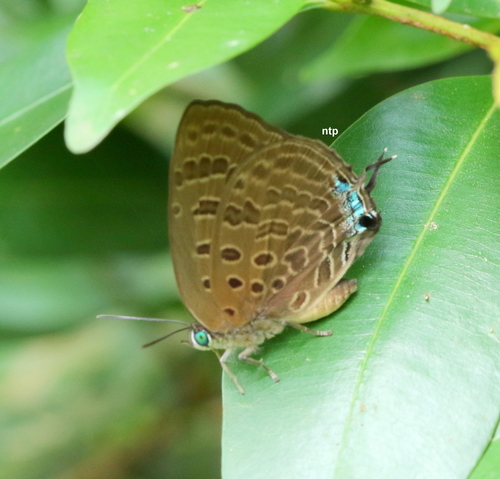 Arhopala athada Staudinger, 1889
