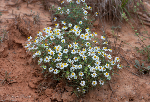 blackfoot daisy