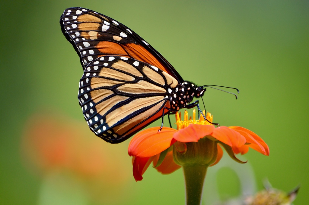 Monarch from 13480 Congress Lake Ave NE, Hartville, OH, US on September ...